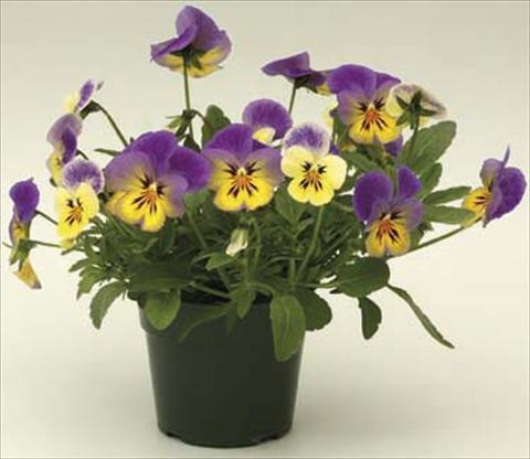 Photos von Blumenvarianten benutzt als: Topf und Beet Viola cornuta Velocity Lemon
