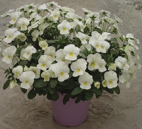 Photos von Blumenvarianten benutzt als: Topf und Beet Viola cornuta Velocity White