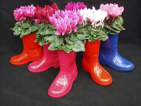 Photos von Blumenvarianten benutzt als: Topf, Terrasse, Ampel. Cyclamen persicum Super Serie® Verano® F1 Boots