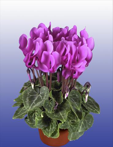 Photos von Blumenvarianten benutzt als: Topf, Terrasse, Ampel. Cyclamen persicum Super Serie® Verano® F1 Light Violet