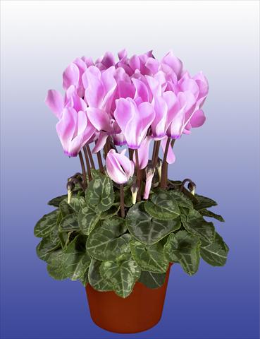 Photos von Blumenvarianten benutzt als: Topf, Terrasse, Ampel. Cyclamen persicum Super Serie® Verano® F1 Neon Flamed