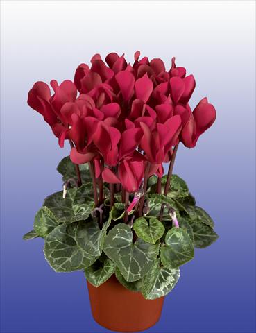 Photos von Blumenvarianten benutzt als: Topf, Terrasse, Ampel. Cyclamen persicum Super Serie® Verano® F1 Wine Red