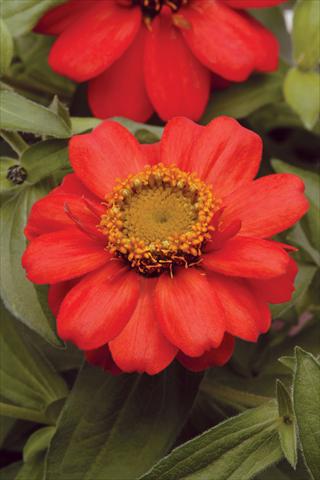 Photos von Blumenvarianten benutzt als: Topf und Beet Zinnia marylandica Zahara Scarlet