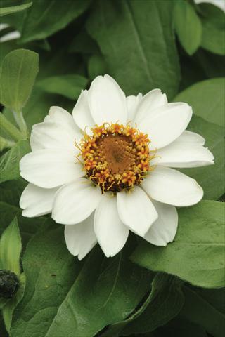 Photos von Blumenvarianten benutzt als: Topf und Beet Zinnia marylandica Zahara White