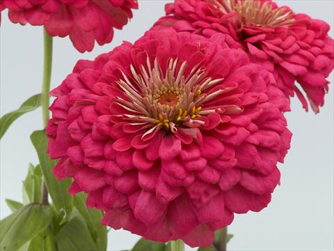 Photos von Blumenvarianten benutzt als: Beet- / Rabattenpflanze Zinnia elegans Eldorado rose