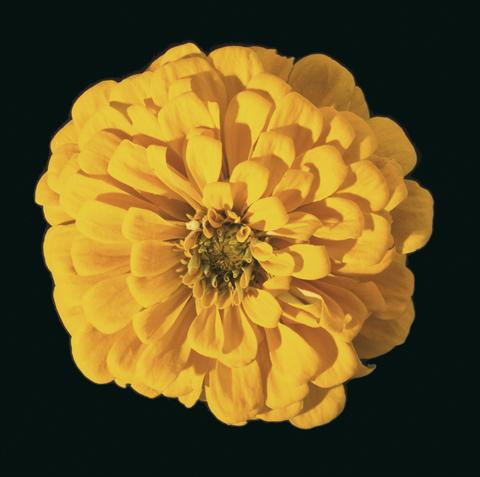 Photos von Blumenvarianten benutzt als: Beet- / Rabattenpflanze Zinnia elegans Eldorado Yellow