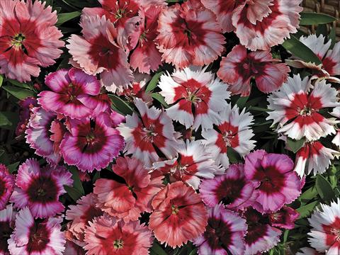 Photos von Blumenvarianten benutzt als: Topf und Beet Dianthus chinensis Super Parfait Mix