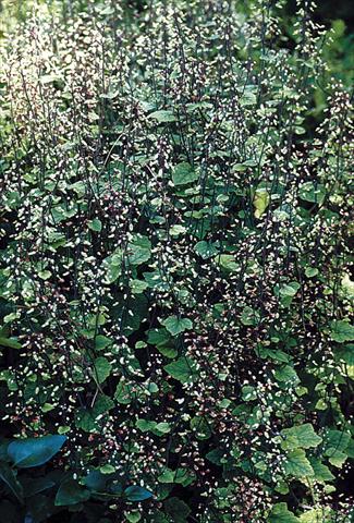 Photos von Blumenvarianten benutzt als: Beet- / Rabattenpflanze Tiarella polyphylla Filigran