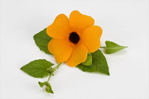 Photos von Blumenvarianten benutzt als: Topf, Terrasse, Ampel. Thumbergia alata Orange