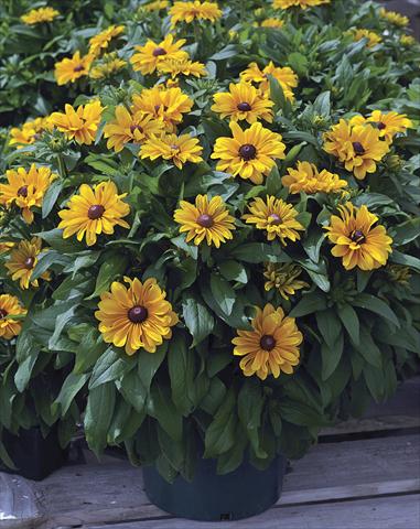 photo of flower to be used as: Bedding / border plant Rudbeckia hirta Tiger Eye Gold
