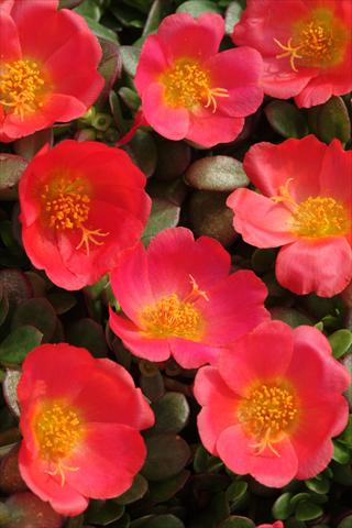 Photos von Blumenvarianten benutzt als: Topf und Beet Portulaca Toucan Scarlet Shades