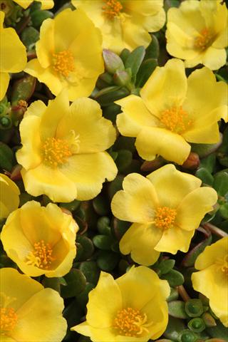 Photos von Blumenvarianten benutzt als: Topf und Beet Portulaca Toucan Yellow