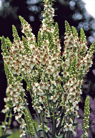 Photos von Blumenvarianten benutzt als: Beet- / Rabattenpflanze Verbascum chaixii Wedding Candles