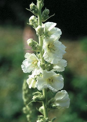 Photos von Blumenvarianten benutzt als: Beet- / Rabattenpflanze Verbascum hybridum Spica