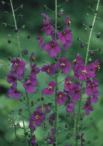 Photos von Blumenvarianten benutzt als: Beet- / Rabattenpflanze Verbascum phoeniceum Violetta