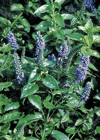Photos von Blumenvarianten benutzt als: Beet, Topf oder Ampel Veronica subsessilis Blue Pyramid