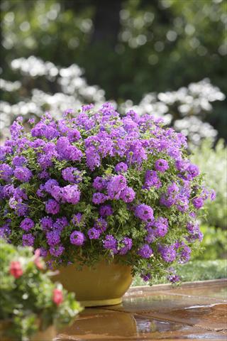 Photos von Blumenvarianten benutzt als: Beet, Topf oder Ampel Verbena Tapien® Purple