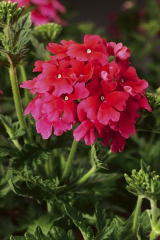 Photos von Blumenvarianten benutzt als: Topf, Beet, Terrasse, Ampel Verbena Lanai® Strawberry and Cream