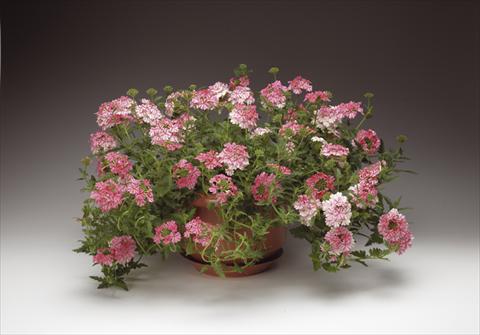 Photos von Blumenvarianten benutzt als: Topf, Beet, Terrasse, Ampel Verbena Lanai® Sweet Stripe