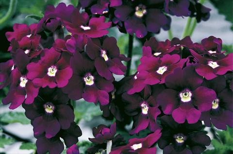 Photos von Blumenvarianten benutzt als: Topf, Beet, Terrasse, Ampel Verbena Lanai® Royal Purple with Eye