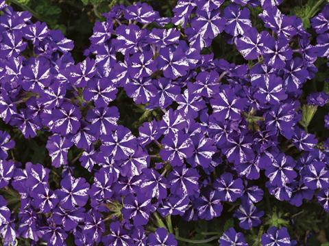 Photos von Blumenvarianten benutzt als: Topf, Beet, Terrasse, Ampel Verbena Lanai® Purple Star