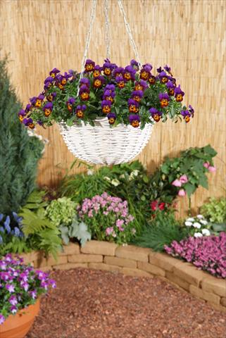 Photos von Blumenvarianten benutzt als: Topf, Beet, Terrasse, Ampel Viola x williamsii F.1 Four Seasons Bronze Purple F1