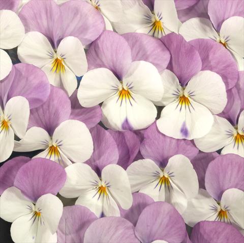 Photos von Blumenvarianten benutzt als: Topf, Beet, Terrasse Viola x williamsiana Floral Power White Rose Wing F1