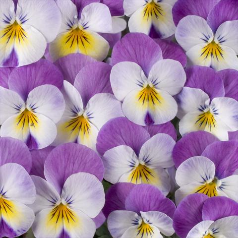 Photos von Blumenvarianten benutzt als: Topf, Beet, Terrasse Viola x williamsiana Floral Power Super Rose Wing F1