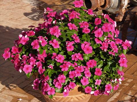 Photos von Blumenvarianten benutzt als: Topf, Beet, Terrasse Catharanthus roseus - Vinca Egeo Purple