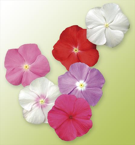 Photos von Blumenvarianten benutzt als: Topf, Beet, Terrasse, Ampel Catharanthus roseus - Vinca Vitesse Mix