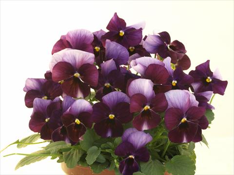 Photos von Blumenvarianten benutzt als: Topf und Beet Viola cornuta Caramel Innocence Donna
