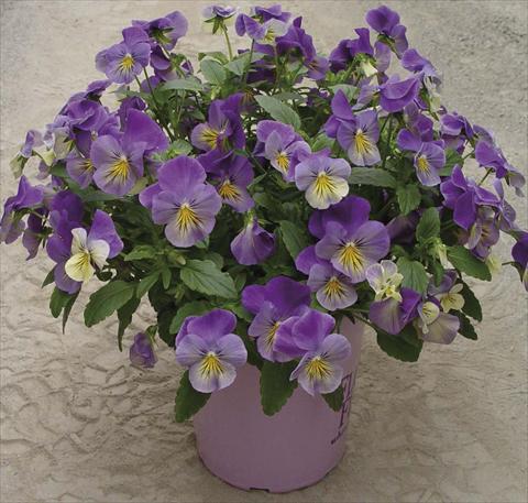 Photos von Blumenvarianten benutzt als: Topf und Beet Viola cornuta Velocity Yellow Eye