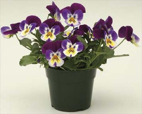Photos von Blumenvarianten benutzt als: Topf und Beet Viola cornuta Velocity Purple