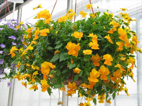 Photos von Blumenvarianten benutzt als: Terrasse, Ampel Viola hybrida Friolina® Cascadiz Orange