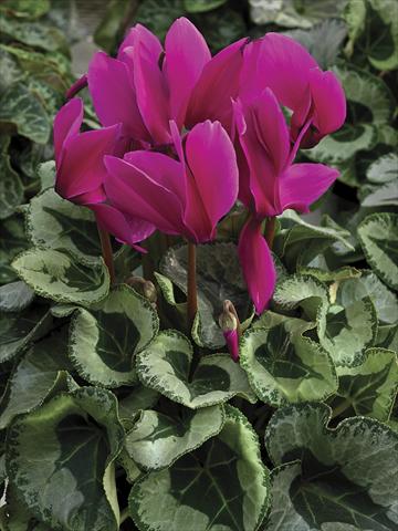 Photos von Blumenvarianten benutzt als: Topf und Beet Cyclamen persicum Winter Ice Purple