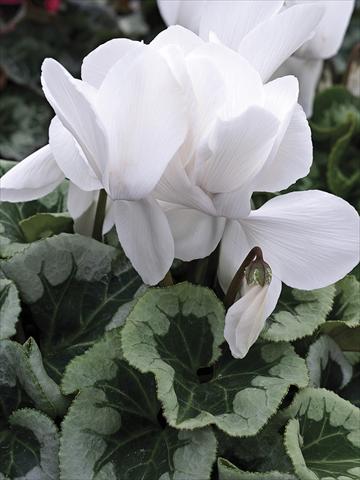 Photos von Blumenvarianten benutzt als: Topf und Beet Cyclamen persicum Winter Ice White