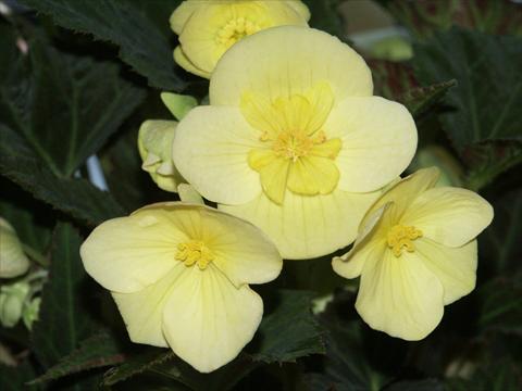 Photos von Blumenvarianten benutzt als: Topf, Beet, Terrasse, Ampel Begonia boliviensis Yellow Desire