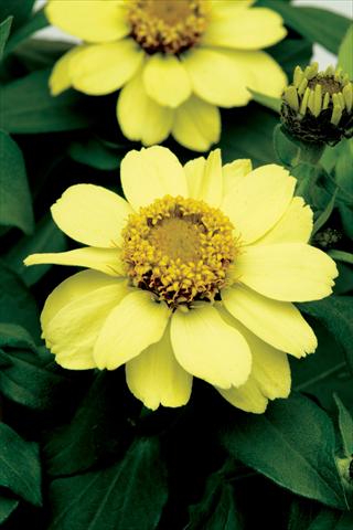 Photos von Blumenvarianten benutzt als: Beet, Topf oder Ampel Zinnia elegans Zahara Yellow