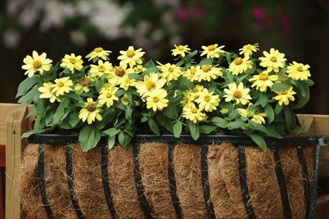 Photos von Blumenvarianten benutzt als: Topf und Beet Zinnia marylandica Zahara Yellow