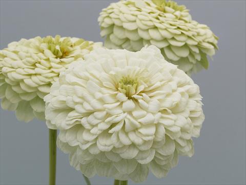 Photos von Blumenvarianten benutzt als: Beet- / Rabattenpflanze Zinnia elegans Eldorado White