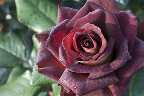 Photos von Blumenvarianten benutzt als: Beet- / Rabattenpflanze Rosa Tea Black Gold®