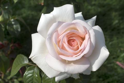 Photos von Blumenvarianten benutzt als: Schnittblume Rosa Tea PRETTY WOMAN® var. Meitroni