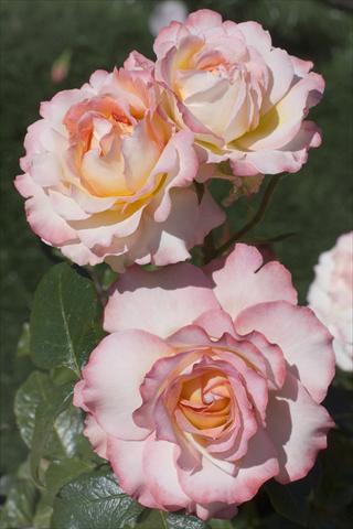 Photos von Blumenvarianten benutzt als: Schnittblume Rosa Tea Virna Lisi®