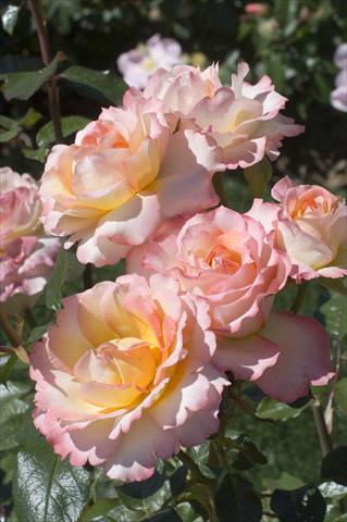 Photos von Blumenvarianten benutzt als: Schnittblume Rosa Tea Virna Lisi®