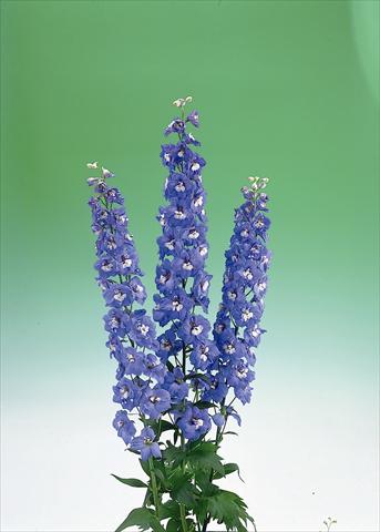 Photos von Blumenvarianten benutzt als: Schnittblume Delphinium elatum Aurora F1