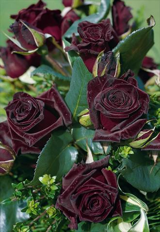 Photos von Blumenvarianten benutzt als: Schnittblume Rosa Tea Black Baccara®