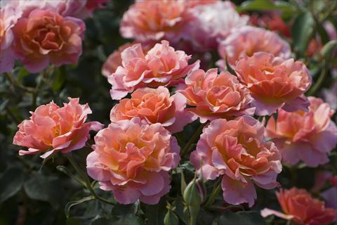 Photos von Blumenvarianten benutzt als: Beet- / Rabattenpflanze Rosa floribunda Charleston®