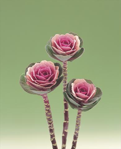 Photos von Blumenvarianten benutzt als: Schnittblume Brassica oleracea Pink Crane F1