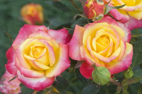 Photos von Blumenvarianten benutzt als: Beet- / Rabattenpflanze Rosa floribunda Flame Meillandina®