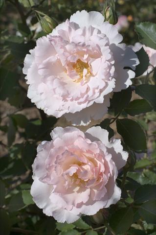 Photos von Blumenvarianten benutzt als: Beet- / Rabattenpflanze Rosa rampicante Gpt Nirvana®